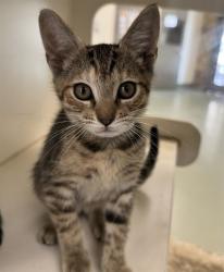 Shelter Stray Female Cat last seen Near BLOCK MAMMOTH AVE, JURUPA VALLEY CA 92509, 6851 Van Buren Boulevard, Jurupa Valley, CA 92509, USA