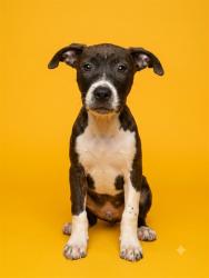 Shelter Stray Male Dog last seen Near BLOCK DUNN AVE, 2020 Forest St, Jacksonville, FL 32204, USA