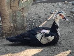 Shelter Stray Unknown Bird last seen MEADOW WOOD CIR & LOMA VERDE WAY, 2127 Front St, Sacramento, CA 95818, USA