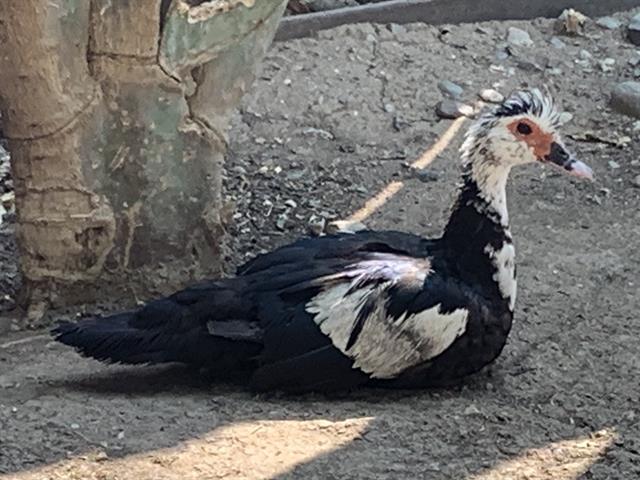 Shelter Stray Unknown Bird last seen MEADOW WOOD CIR & LOMA VERDE WAY, 2127 Front St, Sacramento, CA 95818, USA