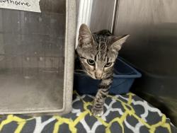 Shelter Stray Unknown Cat last seen Near BLOCK HAWTHORNE, 227 N D St, Perris, CA 92570, USA