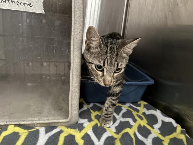 Shelter Stray Unknown Cat last seen Near BLOCK HAWTHORNE, 227 N D St, Perris, CA 92570, USA