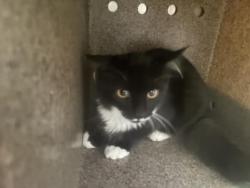 Shelter Stray Unknown Cat last seen Near BLOCK HAWTHORNE, 227 N D St, Perris, CA 92570, USA