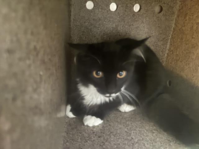 Shelter Stray Unknown Cat last seen Near BLOCK HAWTHORNE, 227 N D St, Perris, CA 92570, USA