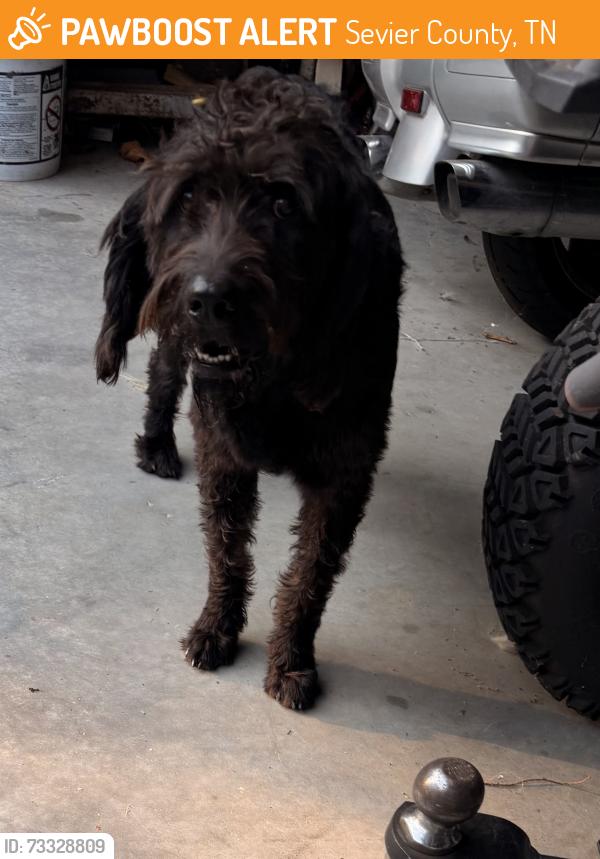 Found/Stray Male Dog last seen New Center School area, Sevier County, TN 37876