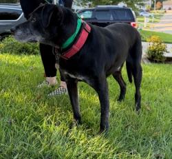 Found/Stray Male Dog last seen Ellington St and Pugh St, Fayetteville, NC 28305