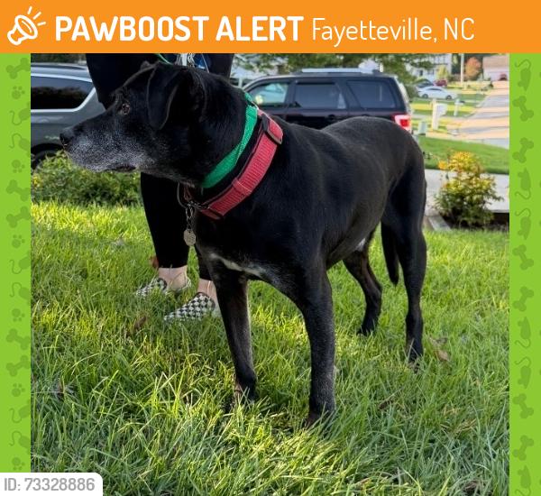 Found/Stray Male Dog last seen Ellington St and Pugh St, Fayetteville, NC 28305