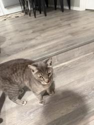 Lost Male Cat last seen Near th Coleman, Spokane Valley, WA 99212