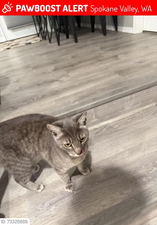 Lost Male Cat last seen Near th Coleman, Spokane Valley, WA 99212