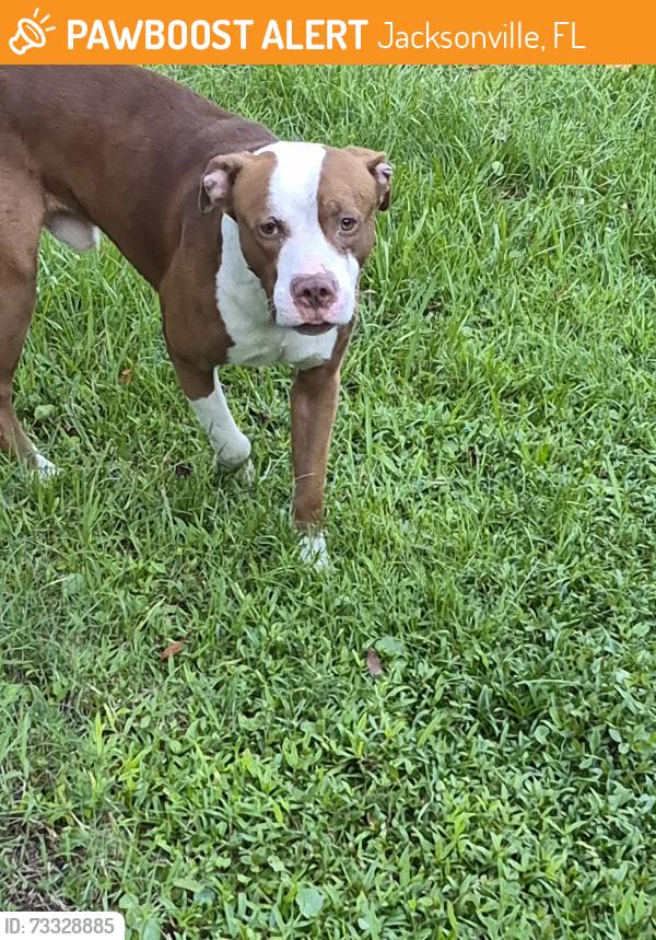 Found/Stray Male Dog last seen I 10 and Crystal Springs, Jacksonville, FL 32221