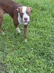 Found/Stray Male Dog last seen I 10 and Crystal Springs, Jacksonville, FL 32221