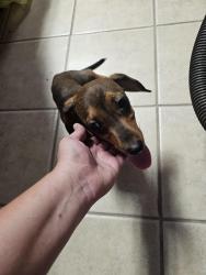 Reunited Female Dog last seen 1st Atlas St, San Angelo, TX 76905