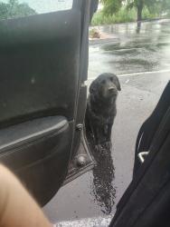 Found/Stray Male Dog last seen Valencia & cardinal, Tucson, AZ 85746