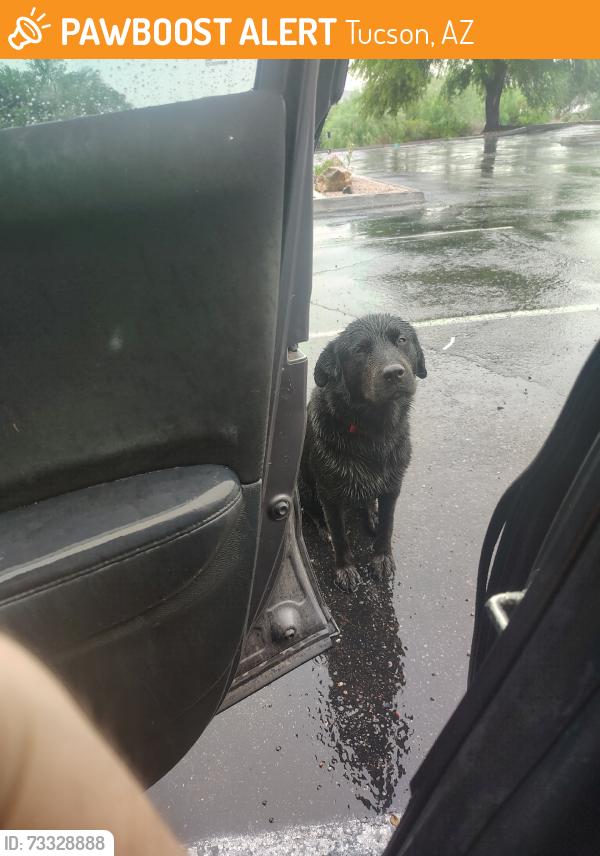 Found/Stray Male Dog last seen Valencia & cardinal, Tucson, AZ 85746