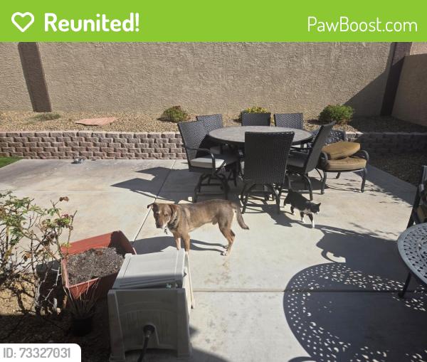 Reunited Male Dog last seen Rochele and Fort Apache, Las Vegas, NV 89147