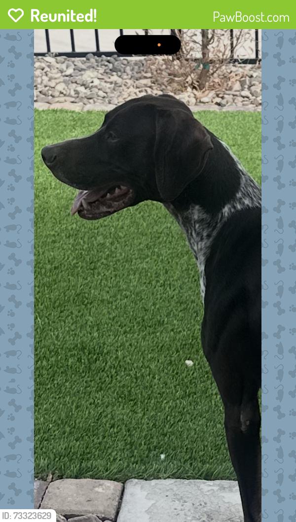 Reunited Male Dog last seen Puritan and Chaparral, Paradise, NV 89123