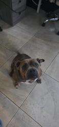 Reunited Female Dog last seen CHULUOTA, Chuluota, FL 32766