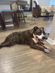 Reunited Male Dog last seen Dillard St. & W. Colonial Dr., Winter Garden, FL 34787