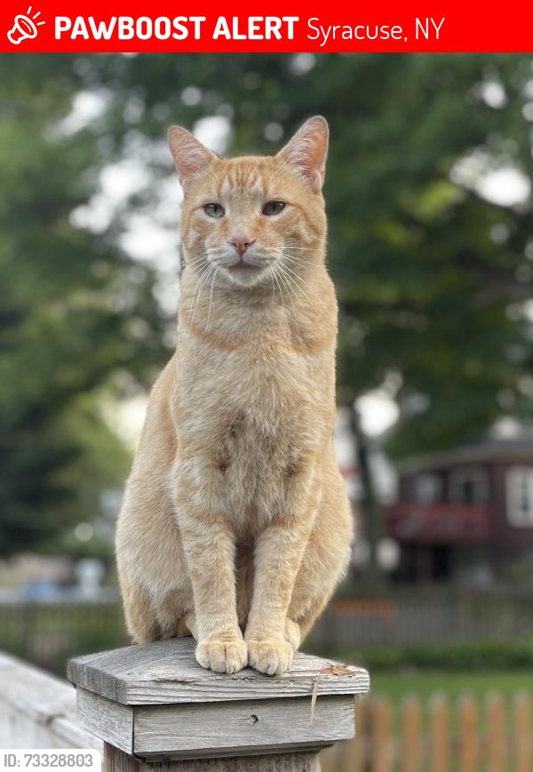 Lost Male Cat last seen Robineau Rosd and Strathmore Drive, Syracuse, NY 13207