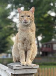 Lost Male Cat last seen Robineau Rosd and Strathmore Drive, Syracuse, NY 13207