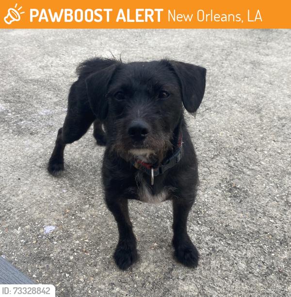 Found/Stray Male Dog last seen Jourdan Ave & N Roman, New Orleans, LA 70117