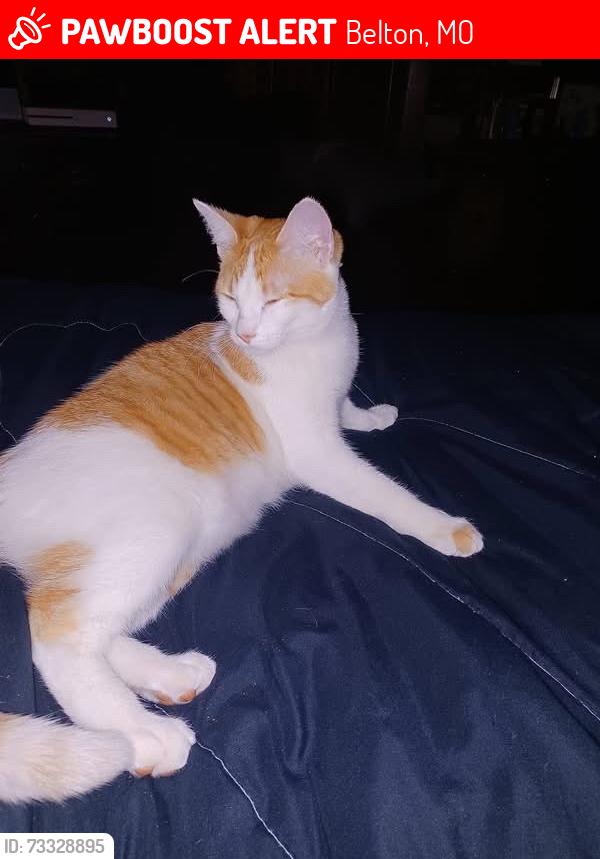 Lost Female Cat last seen Near Memorial Park in the Coleman Dr/Fall Meadow Ln area., Belton, MO 64012
