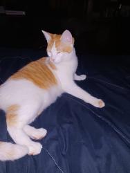 Lost Female Cat last seen Near Memorial Park in the Coleman Dr/Fall Meadow Ln area., Belton, MO 64012