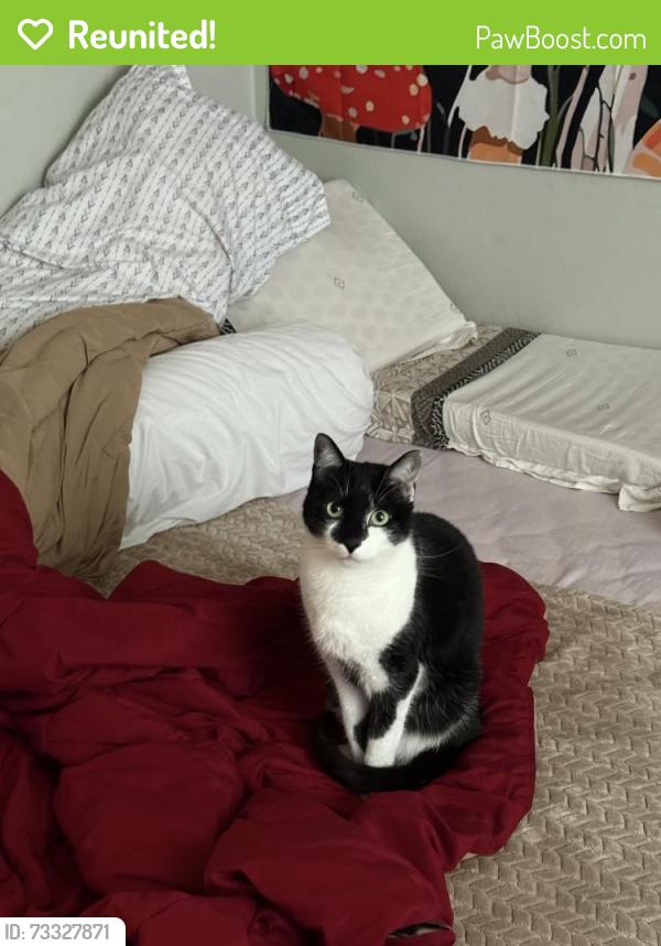Reunited Male Cat last seen W Lincoln Ave & Western, Anaheim, CA 92801