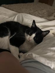 Reunited Male Cat last seen Hampton and Oleatha, St. Louis, MO 63139
