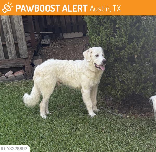 Found/Stray Male Dog last seen I35 and Rundberg, Austin, TX 78753
