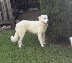 Found/Stray Male Dog last seen I35 and Rundberg, Austin, TX 78753