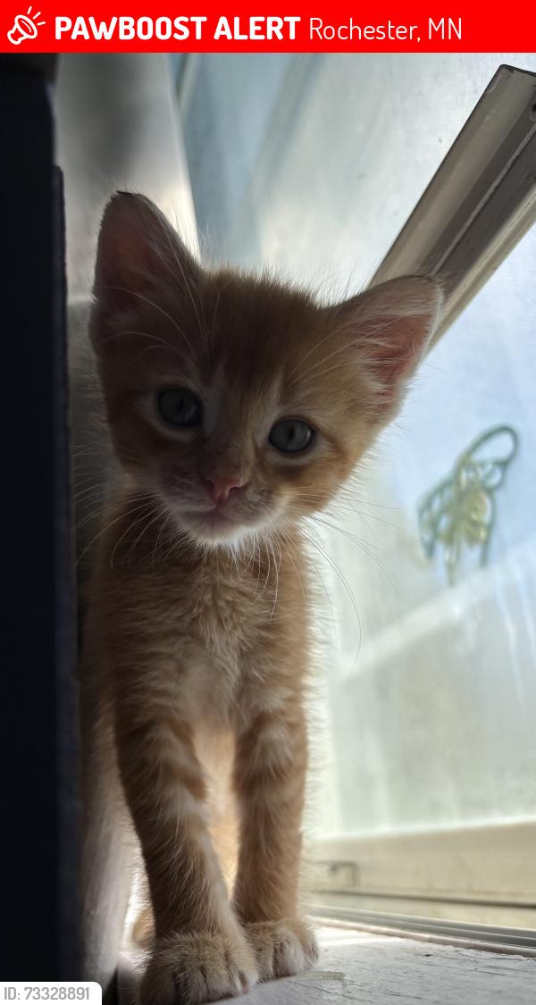 Lost Unknown Cat last seen Kellog Middle School, Rochester, MN 55906