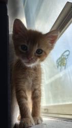 Lost Unknown Cat last seen Kellog Middle School, Rochester, MN 55906