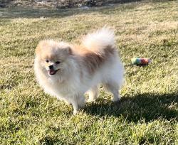 Lost Male Dog last seen Hull, Gatineau, QC J8X 1H2