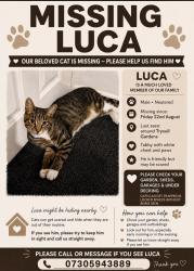 Lost Male Cat last seen Merry Hill pub, Merry Hill, England WV3 7LD