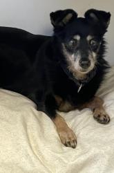 Lost Female Dog last seen Rt 59 and Old Dundee Rd, Barrington, IL 60010