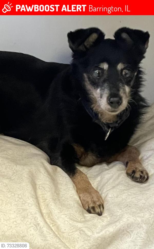 Lost Female Dog last seen Rt 59 and Old Dundee Rd, Barrington, IL 60010