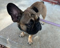 Lost Male Dog last seen Gloucester Rd, St. Louis, MO 63137