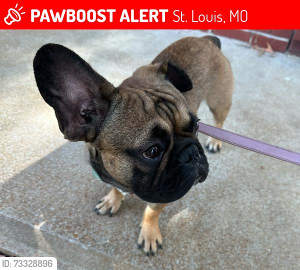 Lost Male Dog last seen Gloucester Rd, St. Louis, MO 63137