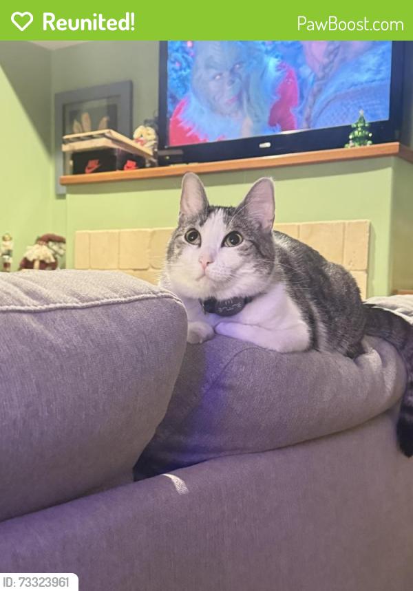 Reunited Male Cat last seen Alexis, Bullis and Raleigh, Marion, IA 52302