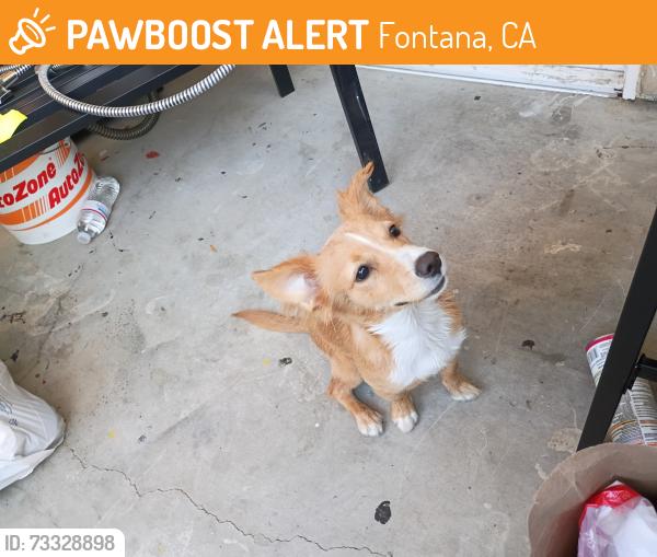 Found/Stray Male Dog last seen Foothill and sierra ave, Fontana, CA 92335