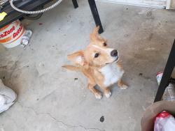 Found/Stray Male Dog last seen Foothill and sierra ave, Fontana, CA 92335