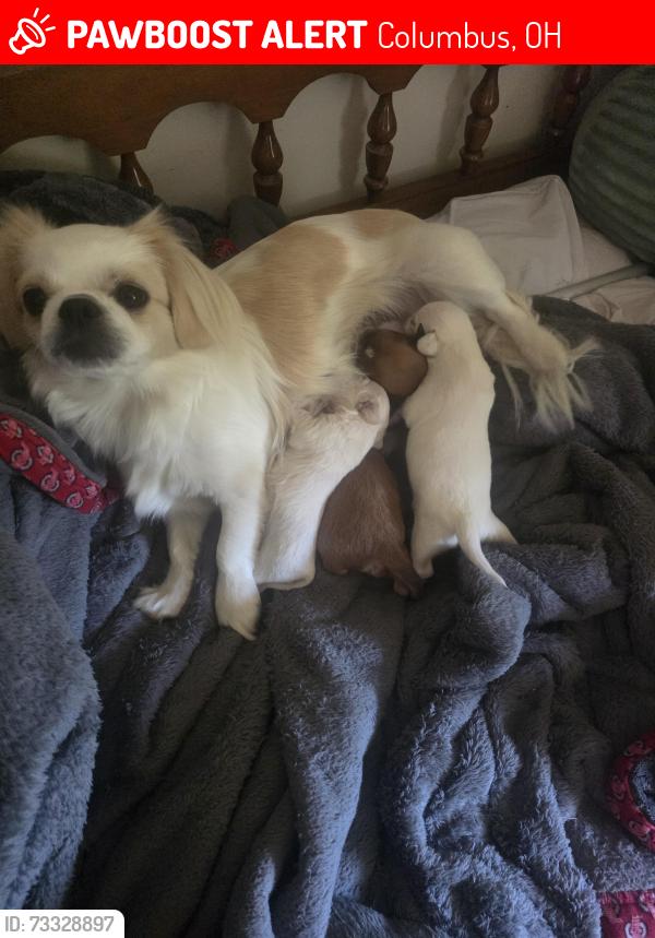 Lost Female Dog last seen West broad st and Lennox ave, Columbus, OH 43228