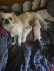 Lost Female Dog last seen West broad st and Lennox ave, Columbus, OH 43228