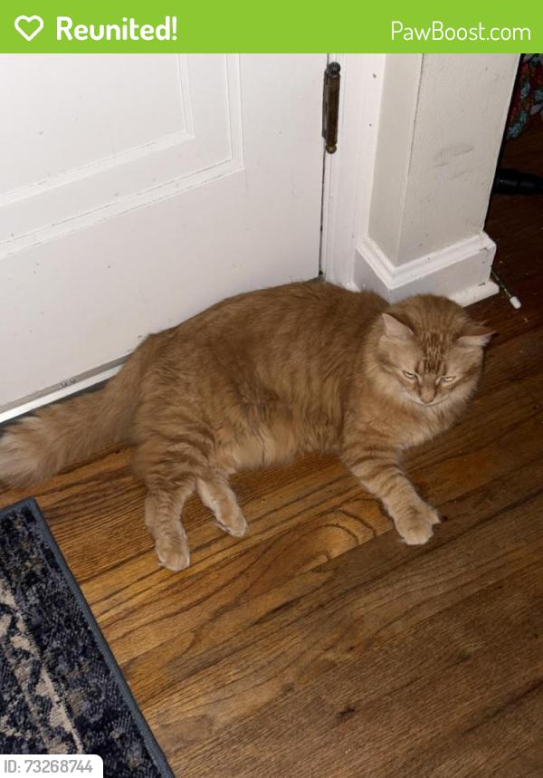 Reunited Female Cat last seen 73rd and locust, Milwaukee, WI 53210