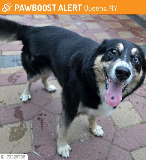 Found/Stray Unknown Dog last seen Murdock Ave., Queens, NY 11411
