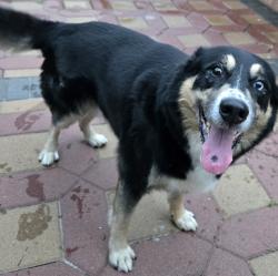 Found/Stray Unknown Dog last seen Murdock Ave., Queens, NY 11411