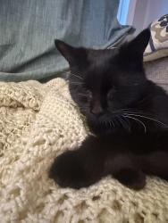 Reunited Male Cat last seen Oceanview Ave, Long Beach, NY 11561