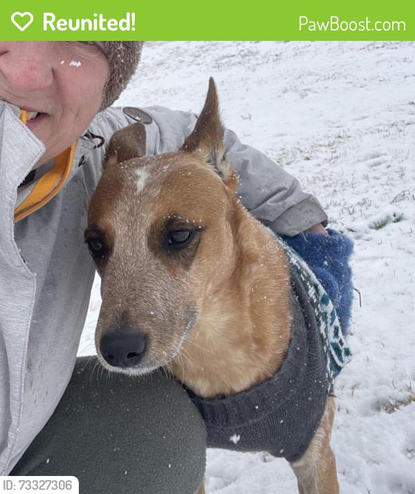 Reunited Female Dog last seen Galm & Alamo Ranch Pkwy, San Antonio, TX 78253