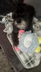 Lost Female Dog last seen Brindisi, Albuquerque, NM 87114